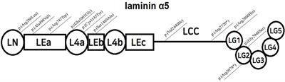 Case report: Genetic defects in laminin α5 cause infantile steroid-resistant nephrotic syndrome